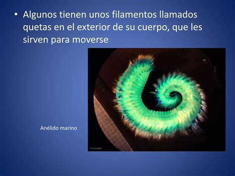 Invertebrados II Anelidos Platelmintos Y Nematodos PPT