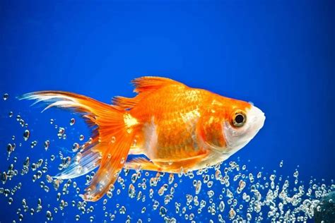 How Often You Should Feed Your Goldfish Fish Keeper Guide