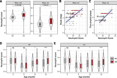 The Abundance Of Neutrophils In Ad Brain A Comparison Of The Absolute
