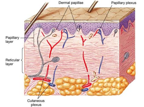 A Camada Reticular É A Camada Mais Superficial Da Derme - Camadas Da Derme Papilar E Reticular Quais São As Camadas Da Pele?