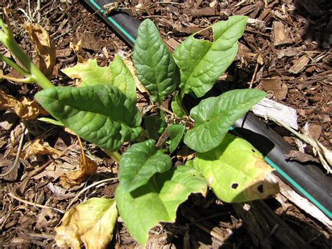 Spinacea Oleracea Spinach Go Botany