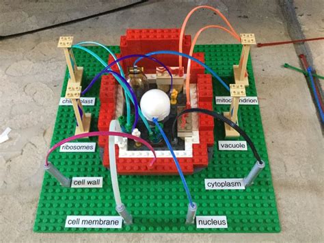 3D Animal Cell | Cells project, Cell model project, Plant cell project