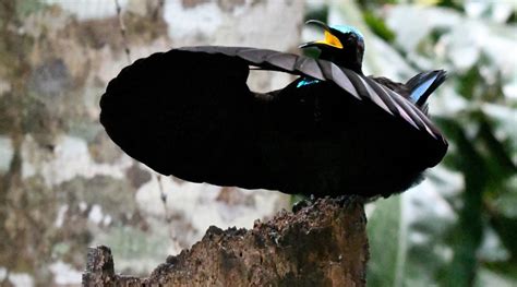 The Majestic Daintree Rainforest Animals: A Wildlife Wonderland