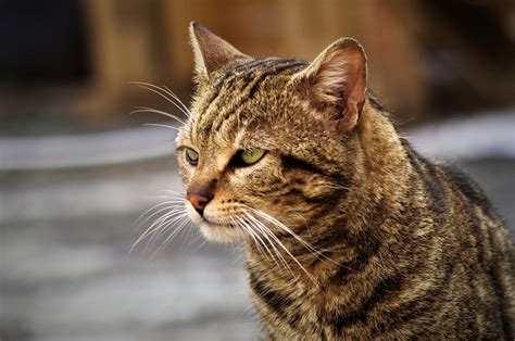 Cat Brindle European Stray Free Photo On Pixabay Pixabay