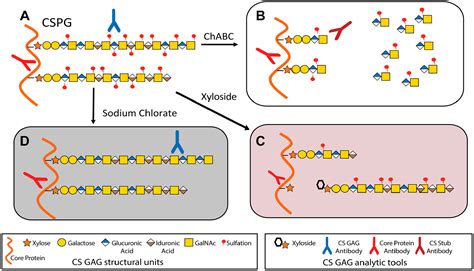 The Role Of Chondroitin Sulfate Proteoglycans In Nervous System