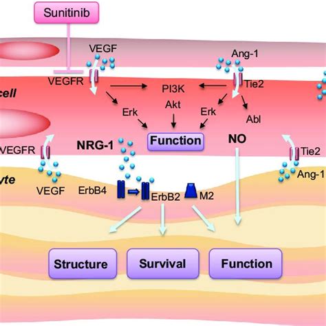 Differential Functions Of Vascular Endothelial Growth Factor Receptors