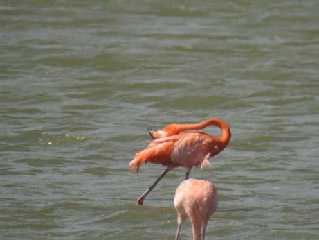 Kralendijk Bonaire Bonaire Das B Der Karibischen ABC Inseln Aruba