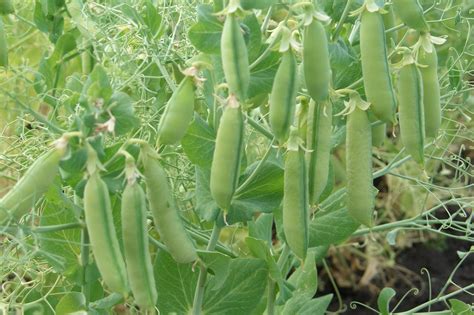 Виды бобовых растений - 72 фото