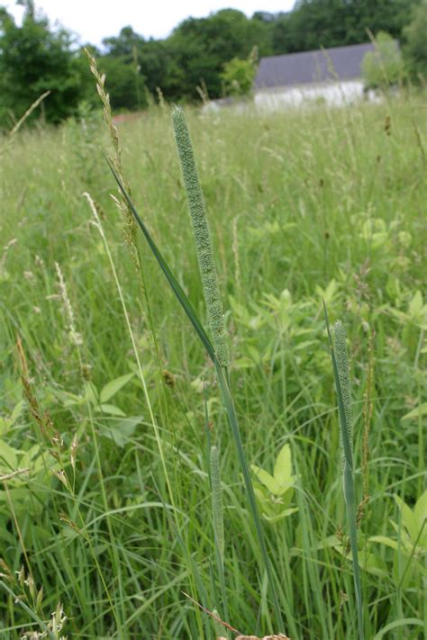 Timothy Phleum Pratense Heartland Seed Of Missouri Llc