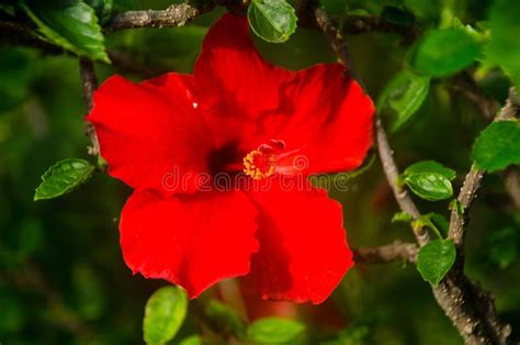 Red Hibiscus Flower On A Green Background In The Tropical Garden Stock