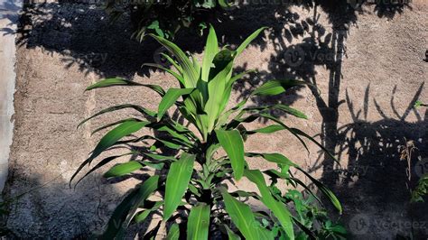 The dracena plant in the sun and against the wall 01 13626650 Stock ...