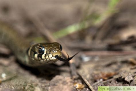 La Couleuvre à Collier Natrix Natrix