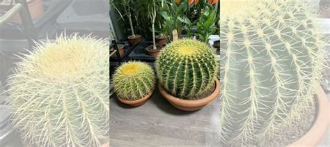 Большой круглый кактус купить в Москве | Товары для дома и дачи | Авито