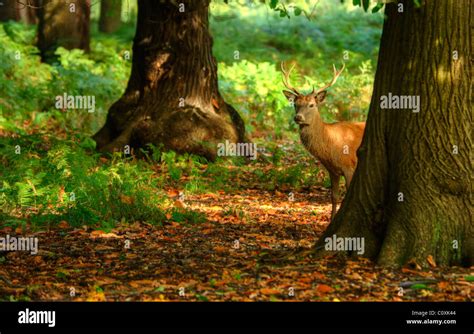 Red Deer Stag Harem In Richmond Park London England Landscape During