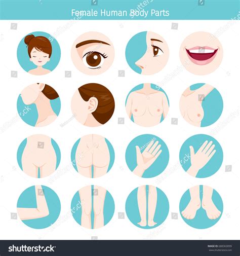 Naked Women Vagina Stock Vectors And Vector Art Shutterstock