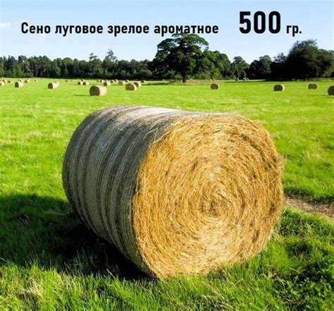 Сено - купить с доставкой по выгодным ценам в интернет-магазине OZON ...