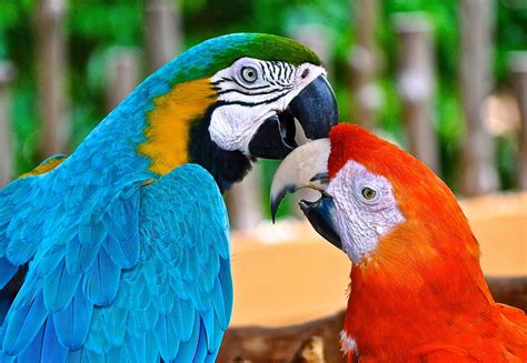 Parrots Habitat Rainforest