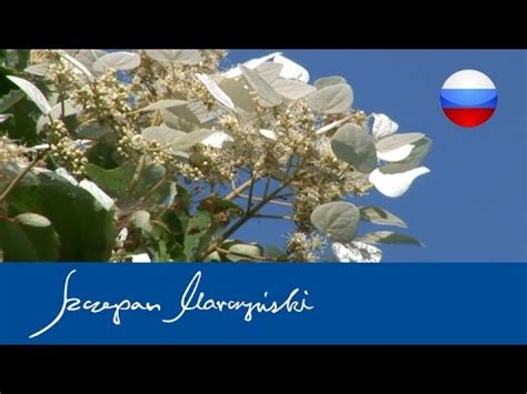 Гортензия вьющаяся, схизофрагма японская – королевы тени - YouTube