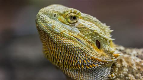 Human Hair Bird Feathers Came From Reptile Scales Science Aaas