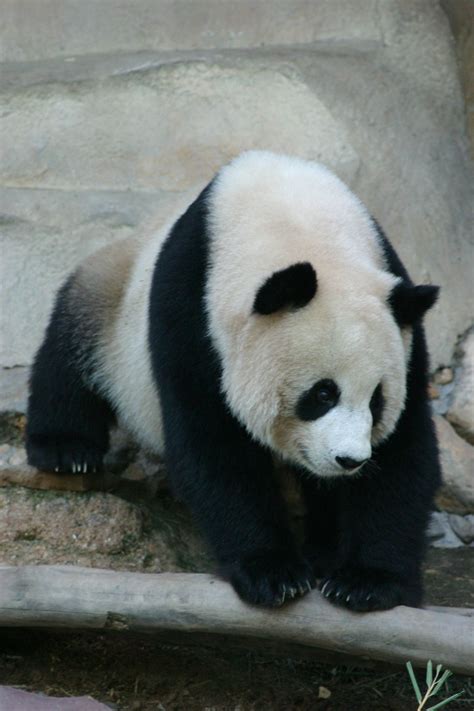 El oso panda o panda gigante es una especie de mamífero del orden ...