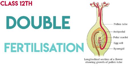 Double Fertilization In Flowering Plants Class Th Youtube