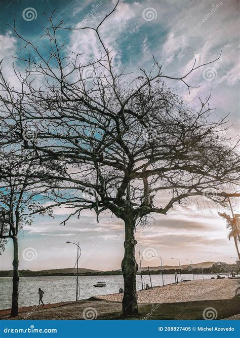 Winter Tree Brazil MaricÃ¡ RJ Editorial Image - Image of landscape
