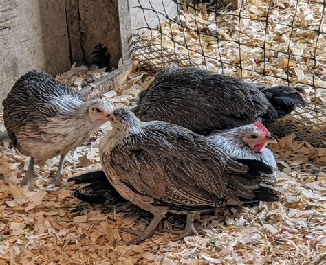 Phoenix Chickens Join My Flock - The Martha Stewart Blog