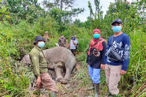 Seekor Gajah Sumatra Ditemukan Mati Di Pelalawan ANTARA News