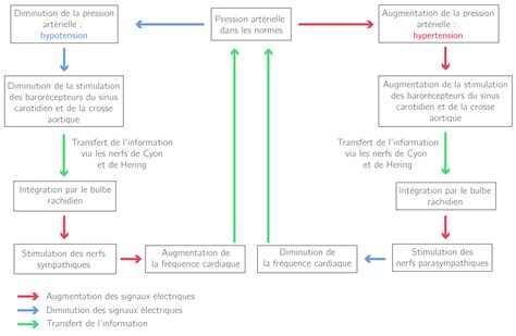 La pression artérielle une boucle de régulation nerveuse 2nde