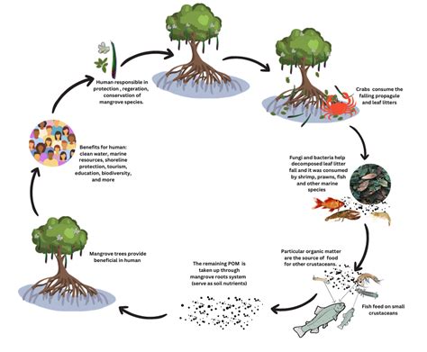 tree height canopy cover  leaf litter production  rhizophora