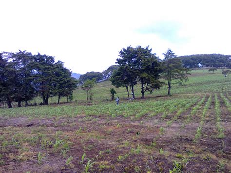 Fincas En Guatemala 2014