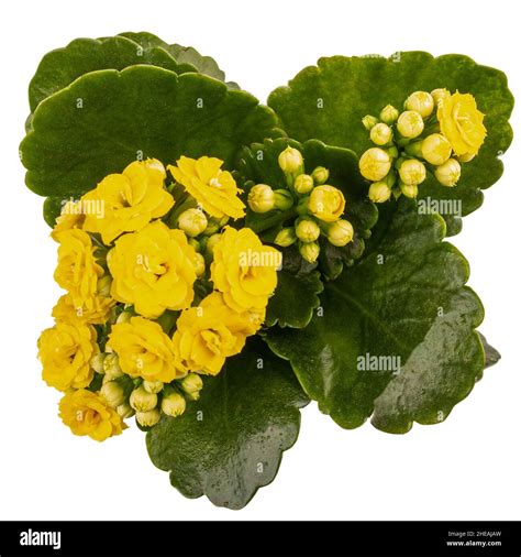 Kalanchoe Blossfeldiana With Yellow Flower Isolated On White Background