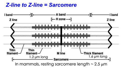Solved Electron micrographs of muscle from a newly | Chegg.com