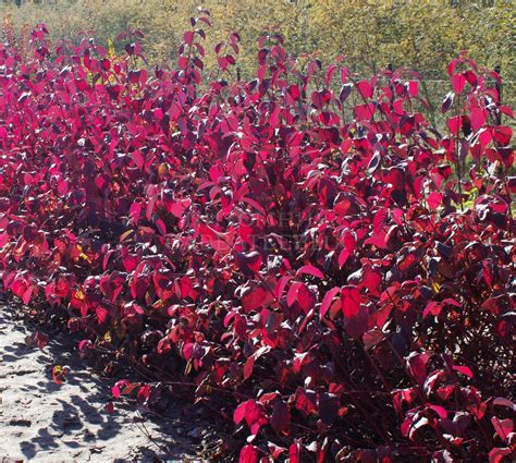 Дерен белый "Сибирика" 🌿 по цене от 550 ₽ купить саженцы в питомнике ...