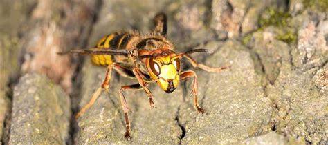 Get The Facts About Asian Giant Hornets Anderson Pest Solutions