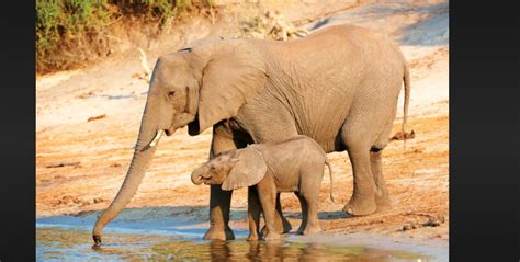The Remarkable Elephant Life Span Secrets To Their Longevity