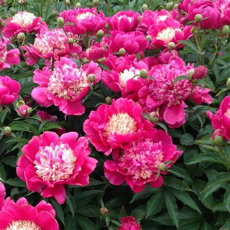 Пионы - Abies-Landshaft