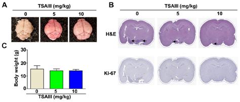 Tumor Growth Inhibition In Orthotopic GBM8401 Nude Mice By TSAIII A
