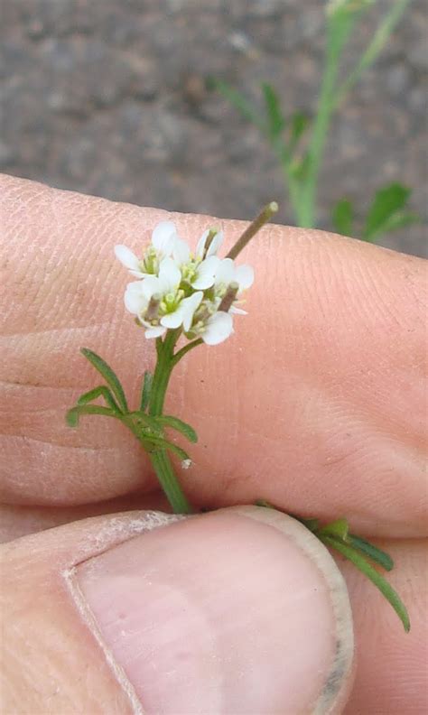 Princeton Nature Notes Random Spring Weed Identification