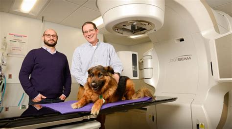 Cancer Therapies For Dogs May Speed Up Treatments For Humans