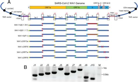 Other SARS CoV 2 Proteins Are Important For Disease Severity Aside