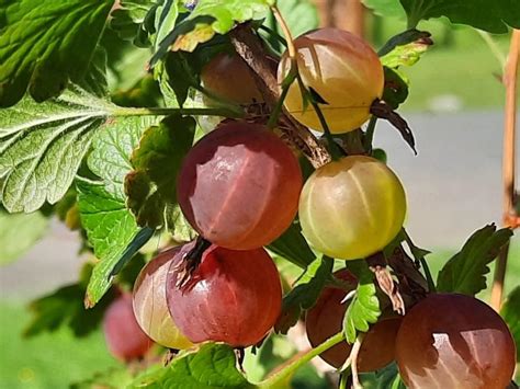 1 Gooseberry Plant Live Gooseberry Bush Live Plant For Planting Your Garden