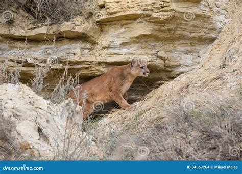 Mountain lion`s den stock photo. Image of peeking, claw - 84567264