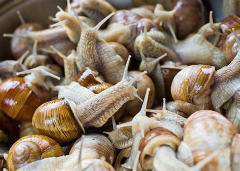 Свой бизнес: выращивание улиток