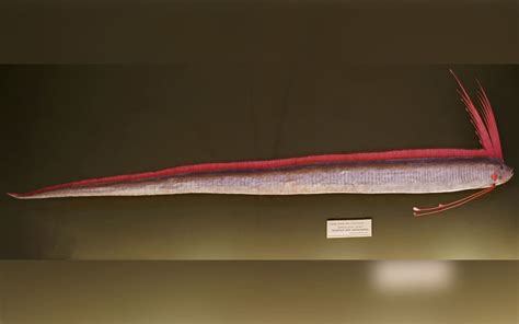 10 Mythical Creatures That Turned Out to Be Real (Sort Of) - The Quick