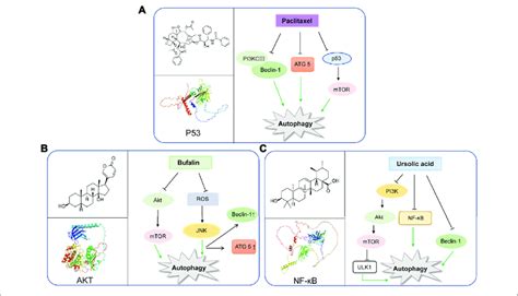 Representative Natural Compounds Targeting Autophagic Pathways In