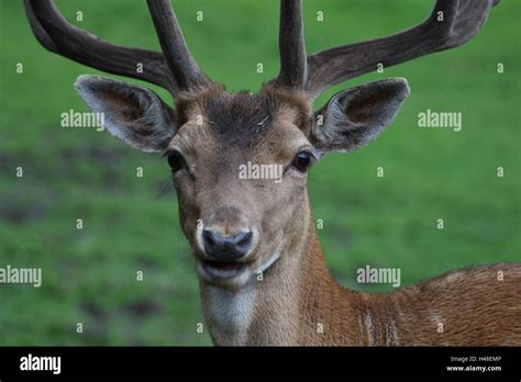Fallow Buck Portrait Stock Photo Alamy