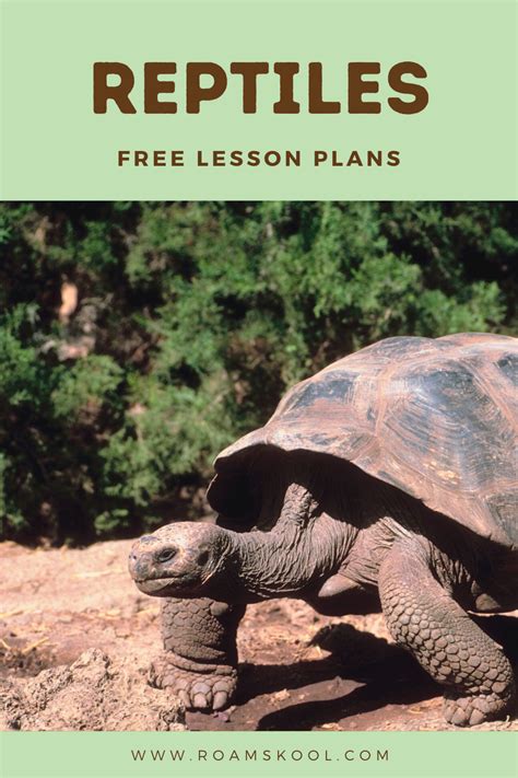 Lesson Plan On Reptiles In 2020 Reptiles Learning Activities Free