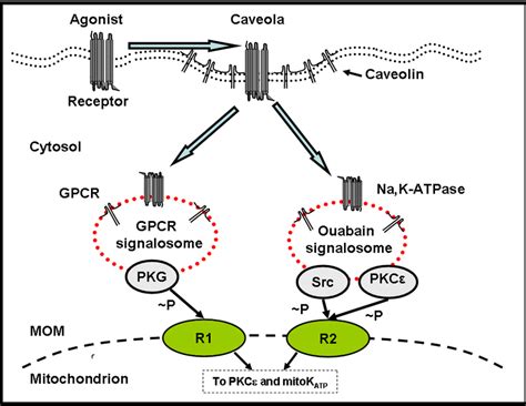 Bradykinin Induced Signalosomes Labelled With Immunogold Antibodies