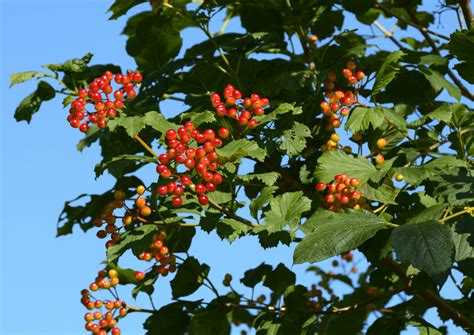 PlanetalsadКалина обыкновенная: уход и описание - Planetalsad